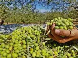 bottles-of-1-litre-olive-oil-original-Palestine-Olive-Oil-Fresh-Deal