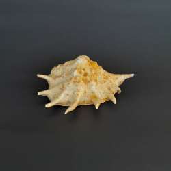 Vintage Huge Natural Sea Shell Spiked Conch Decorative Ocean Shell Collectibles
