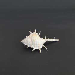 Natural Spiny Sea Shell Large Ocean Shell Beach Nautical Coastal Unique Decor