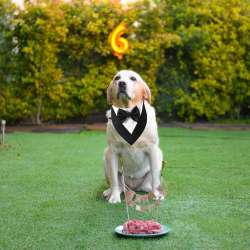 Formal Dog Tuxedo Wedding  Bandana  with Bowtie Dog Birthday Costume  Dog Formal