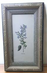 A beautiful And Expressive Painting Of Salvia Patens By Charles Dessalines SEALE