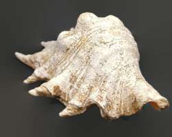 Large-Natural-Seashell-Lovely-Big-Sea-Shell-Beach-Home-Decor-Huge-Ocean-Treasure