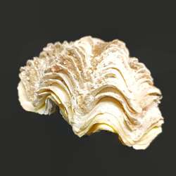 Large-Natural-Sea-Shell-Beach-Decor-Huge-Fluted-Two-layers-Beautiful-Vintage