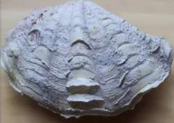 Natural Oyster Shell From The Gulf Of Aqaba In The Red Sea Wonderful And Amazing