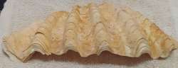 Natural Oyster Shell From The Gulf Of Aqaba In The Red Sea Wonderful And Amazing