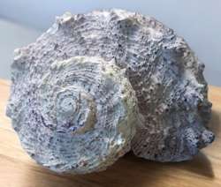 AMAZING AMMONITE!! RARE CHRYSTALIZED TRIASSIC FOSSIL FROM TIMOR INDONESIA 39G