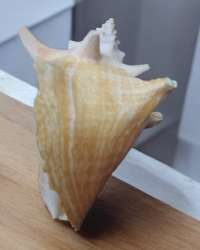 Beautiful And Wonderful Large Natural Sea Shell From The Beach In High Quality