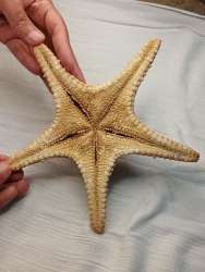 Gisela Graham Large Gold Starfish Ornament 21cm for Sharm El Sheikh Beach Decor