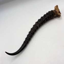Original Vintage Gazelle Saiga Horn Home Decor Taxidermy 136 gr.