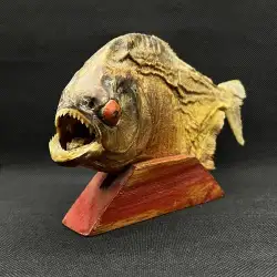 Vintage Piranha Fish Stuffed Carnivorous Taxidermy Sea Creatures Scary Manaus