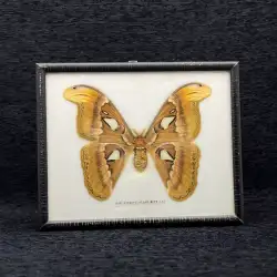 Vintage Yellow Attacus Atlas Moth Taxidermy Large Butterfly Rare Wood Frame