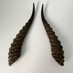 Original Vintage Pair Horns Animal Gazelle Mountain Palestinian Taxidermy Decor