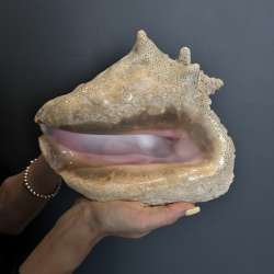Huge Vintage Ocean Shell Strombus Gigas Oceanic Mussel Cuban Queen 2020 gram