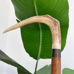 Antique Wooden Walking Stick Cane w/ Elk Horn Handle Collectible Made in England