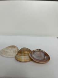 Natural Seashells from Acre Beach – Assorted Sizes & Types for Crafts & Decor