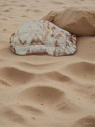 Seashell Harpa nobilis