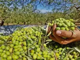 bottles of 1 litre olive oil original Palestine Olive Oil Fresh (Deal)