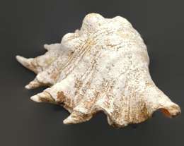 Large Natural Seashell Lovely Big Sea Shell Beach Home Decor Huge Ocean Treasure