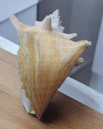 Beautiful And Wonderful Large Natural Sea Shell From The Beach In High Quality