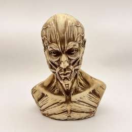 Art Work Head Bust of Houdon Ecorche Man Gypsum Detailing Muscles Tall 3.9 in