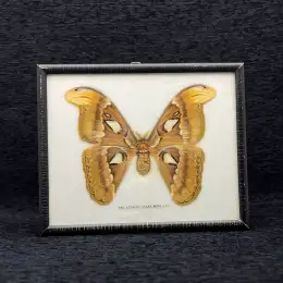 Vintage Yellow Attacus Atlas Moth Taxidermy Large Butterfly Rare Wood Frame