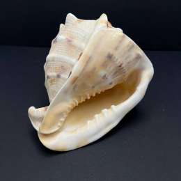 Large Helmet Shell Sea Snail Shell Collectible Predatory Gastropod Ocean Decor