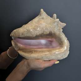 Huge Vintage Ocean Shell Strombus Gigas Oceanic Mussel Cuban Queen 2020 gram