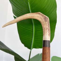 Antique Wooden Walking Stick Cane w/ Elk Horn Handle Collectible Made in England