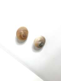 2 Natural Spiral Seashells from Acre Beach – Small & Medium Sizes for Crafting
