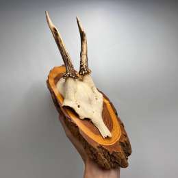 Vintage Roe Deer Antler Mount on Wooden Plaque Rustic Cabin Wall Hunting Decor