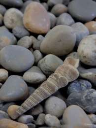 seashells Turritella (natural)