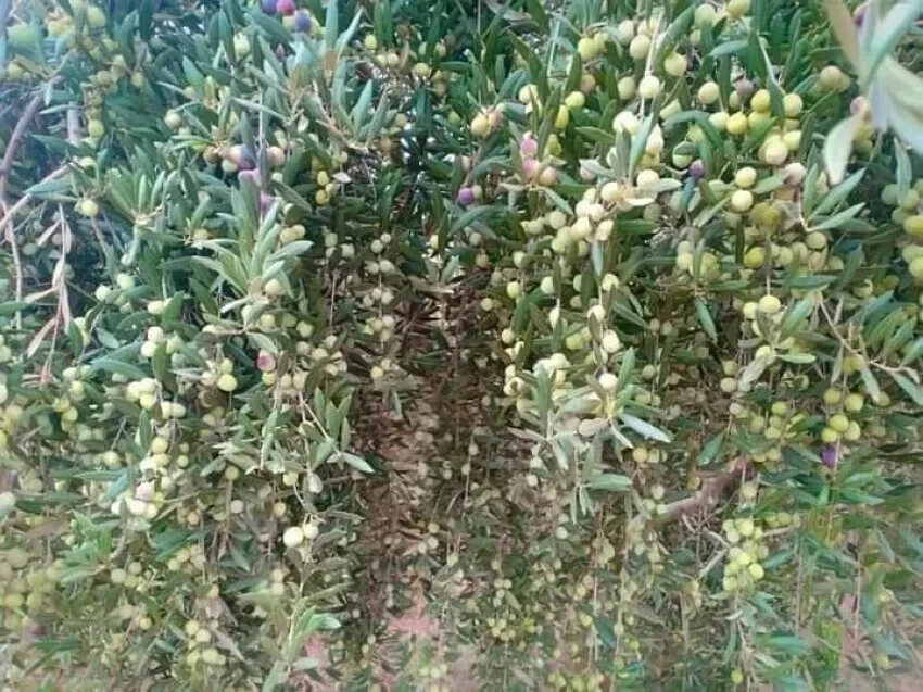 image-8