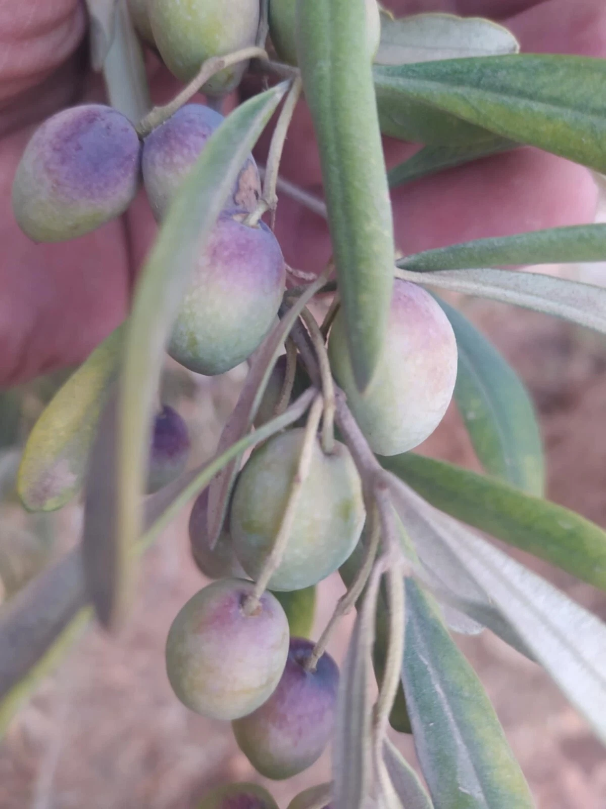 image-4