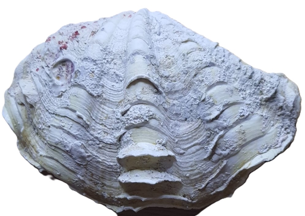 image-7