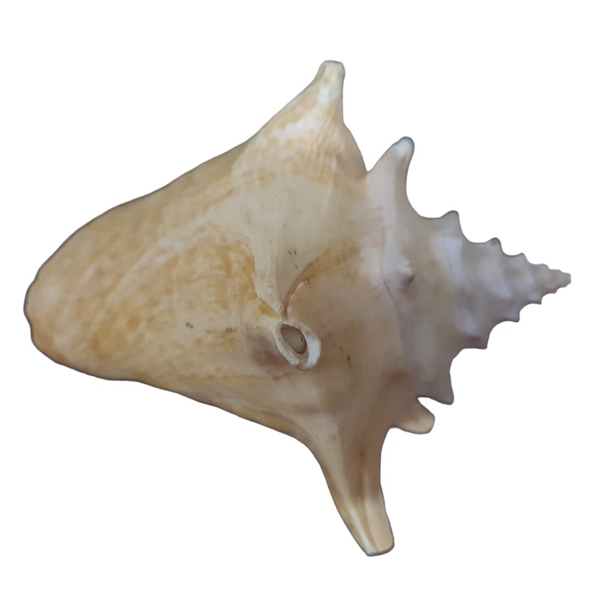 image-3