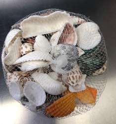 Bag Of Mixed Sea Shells Collection Decorating