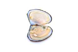 Natural Oyster Wish Pearl Vacuum Can Pendant Necklace Charm Necklace Gift Box